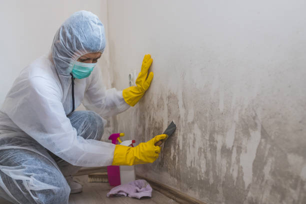 Attic Mold Removal in Kearney, NE