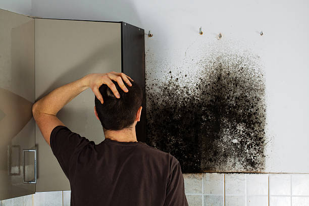 Best Residential Mold Removal  in Keary, NE