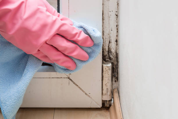 Best Certified Mold Removal  in Keary, NE